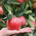 Apple Surges Ahead: Retakes Title of World’s Largest Company by Market Cap