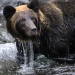 Bearish Sentiment on Bitcoin: Dave Hunter's $50K Risk Prediction