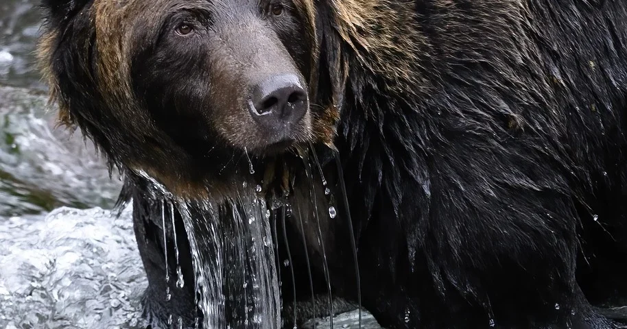 Bearish Sentiment on Bitcoin: Dave Hunter's $50K Risk Prediction