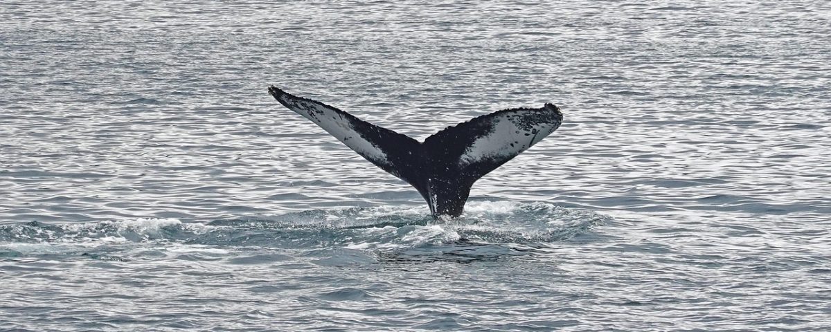 Whales Make Waves: Analyzing Recent Major Transactions in the Crypto Market
