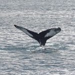 Whales Make Waves: Analyzing Recent Major Transactions in the Crypto Market