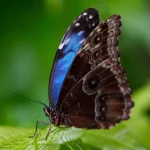 Morpho Launches Midnight Lending Protocol on Base: Expanding Blockchain Lending Opportunities