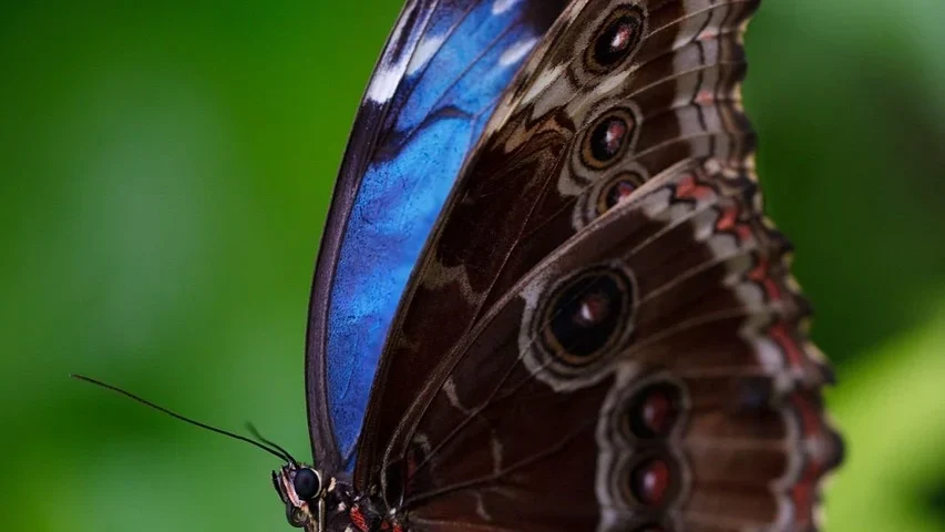 Morpho Launches Midnight Lending Protocol on Base: Expanding Blockchain Lending Opportunities