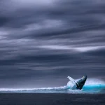 Whale Activity in HYPE: A Structural Shift or Cyclical Noise?