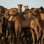 Potential Shifts in LNG Supply Predictions Amid Middle East Conflict