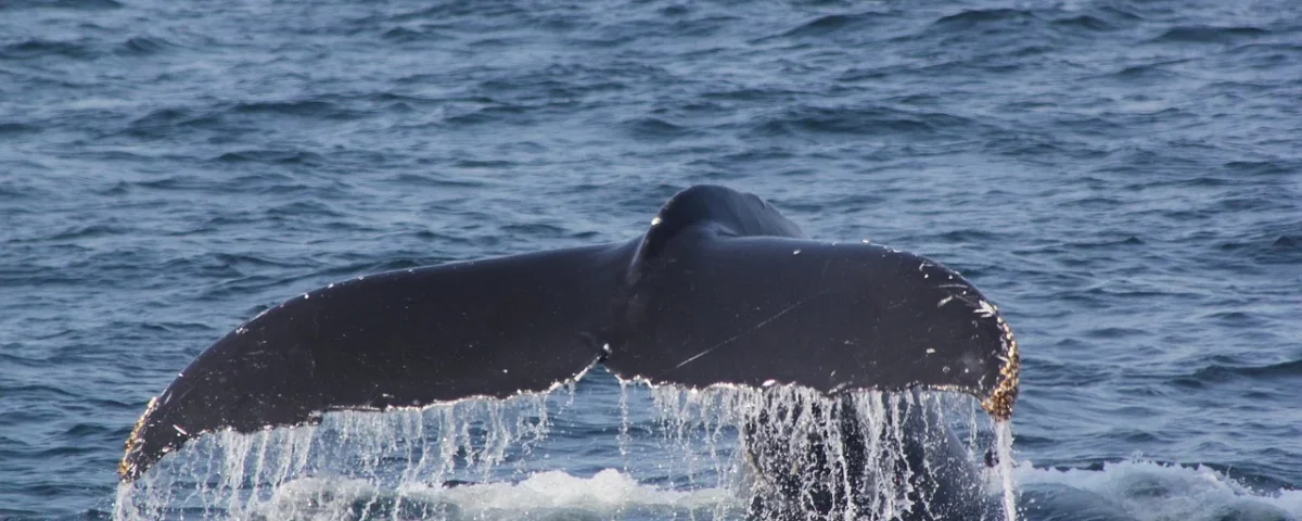 Whale Movement in wETH: Diving into a Five-Year Peak