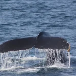 Whale Movement in wETH: Diving into a Five-Year Peak