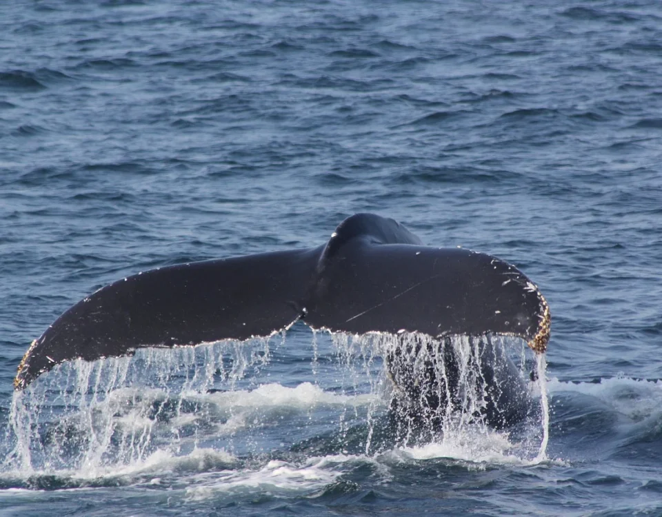Whale Movement in wETH: Diving into a Five-Year Peak