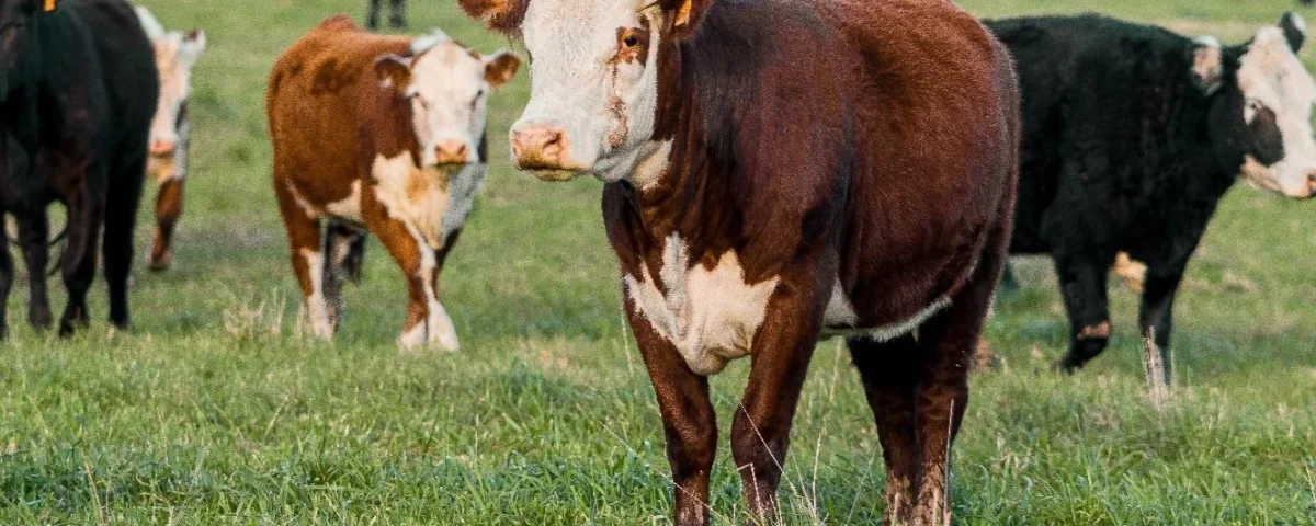 The First Tokenized Livestock Loan: A New Frontier in Brazilian Finance