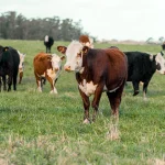 The First Tokenized Livestock Loan: A New Frontier in Brazilian Finance